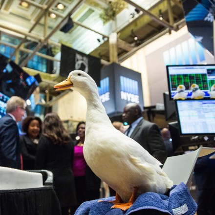 NEW YORK, NY - DECEMBER 04:  The Aflac duck visits the floor of the New York Stock Exchange after Aflac executives rang the closing bell during the afternoon of December 4, 2015 in New York City. The market closed more than 370 points up due to positive jobs report data.  (Photo by Andrew Burton/Getty Images)