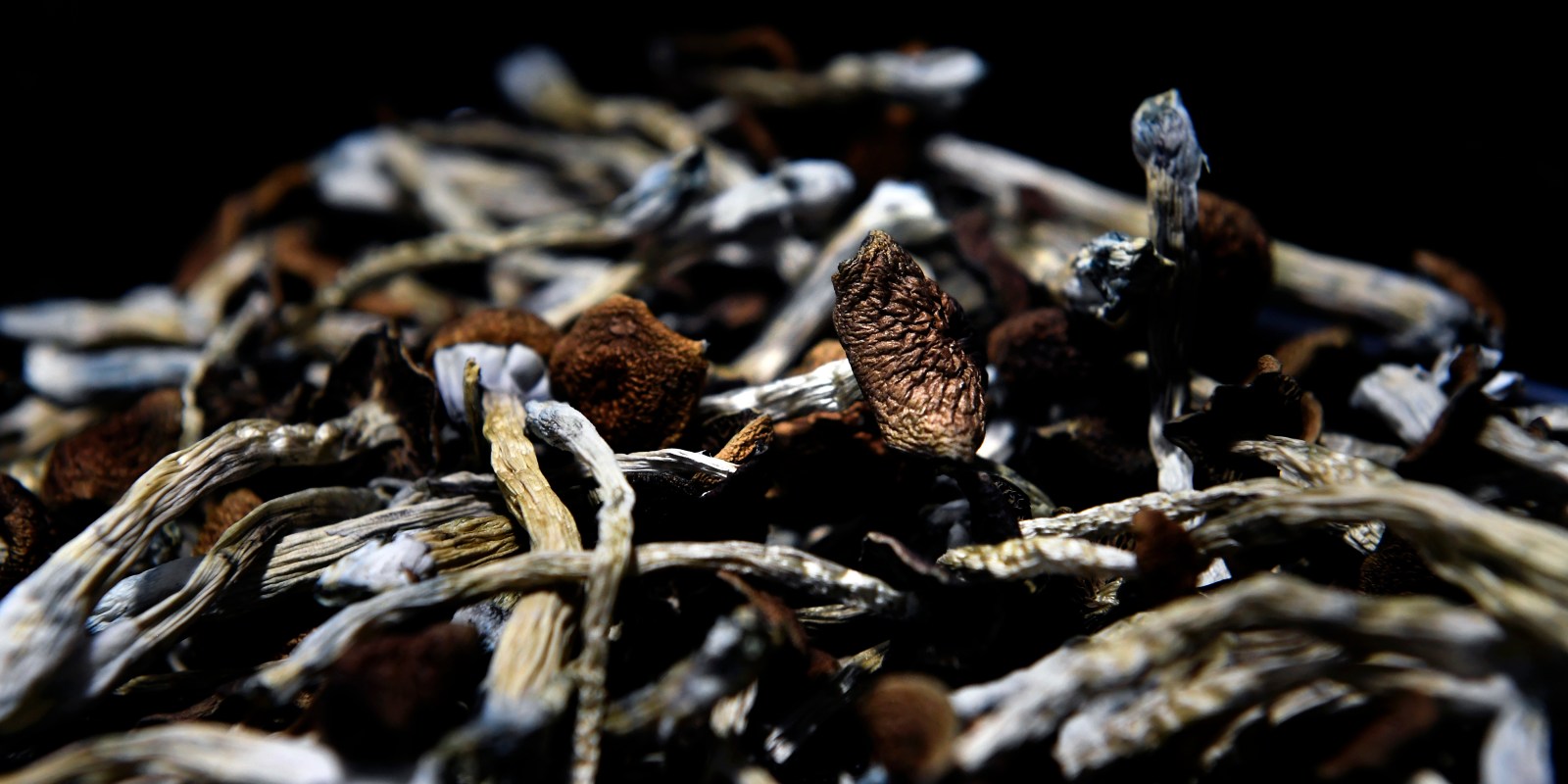 Biden Administration Plans for Legal Psychedelic Therapies Within Two Years - The Intercept