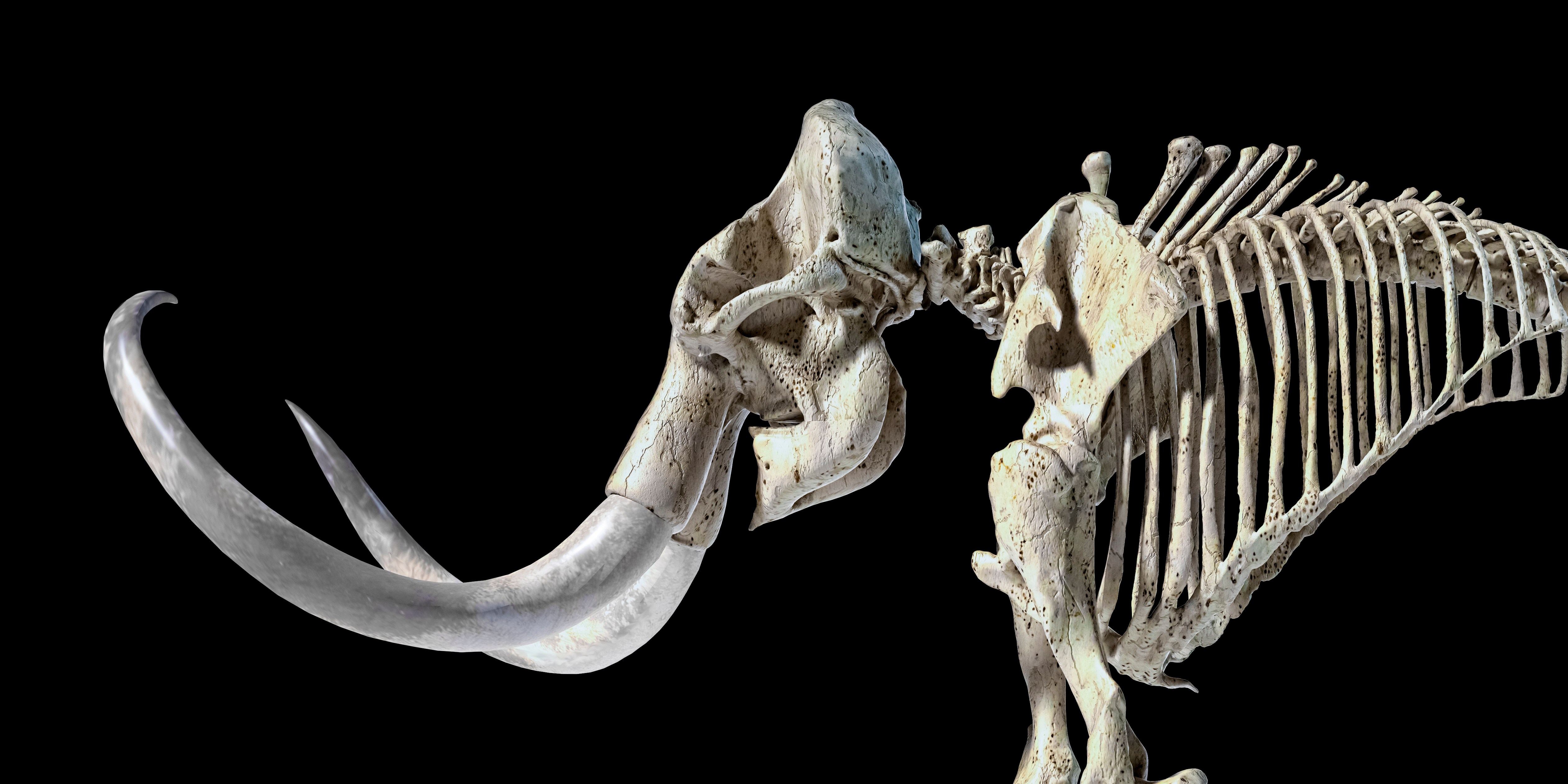 Mahdooth Mammoth