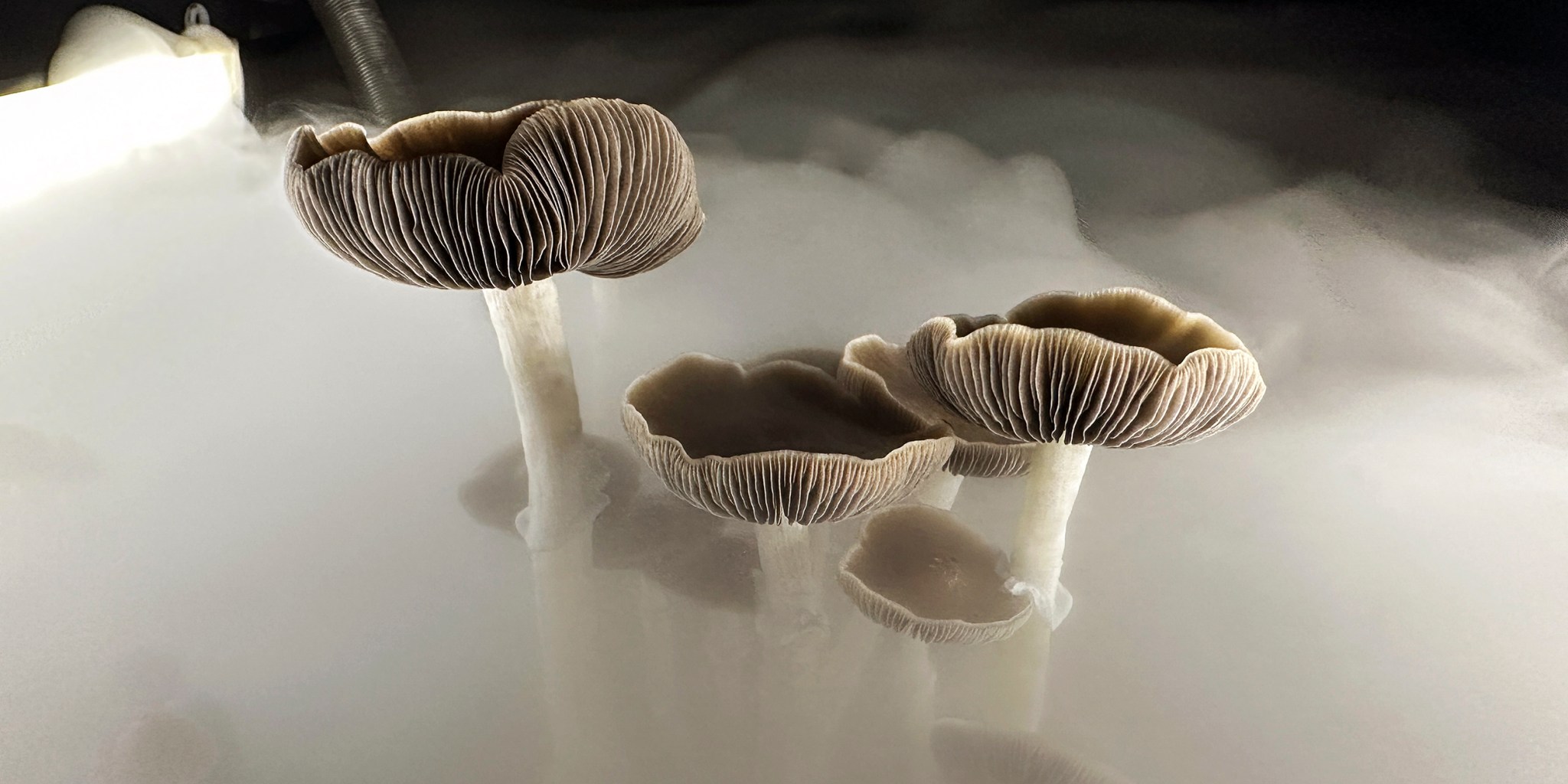 Congress Is Pushing Revolutionary Research on Psychedelic Treatments for the Military - Vimarsana News