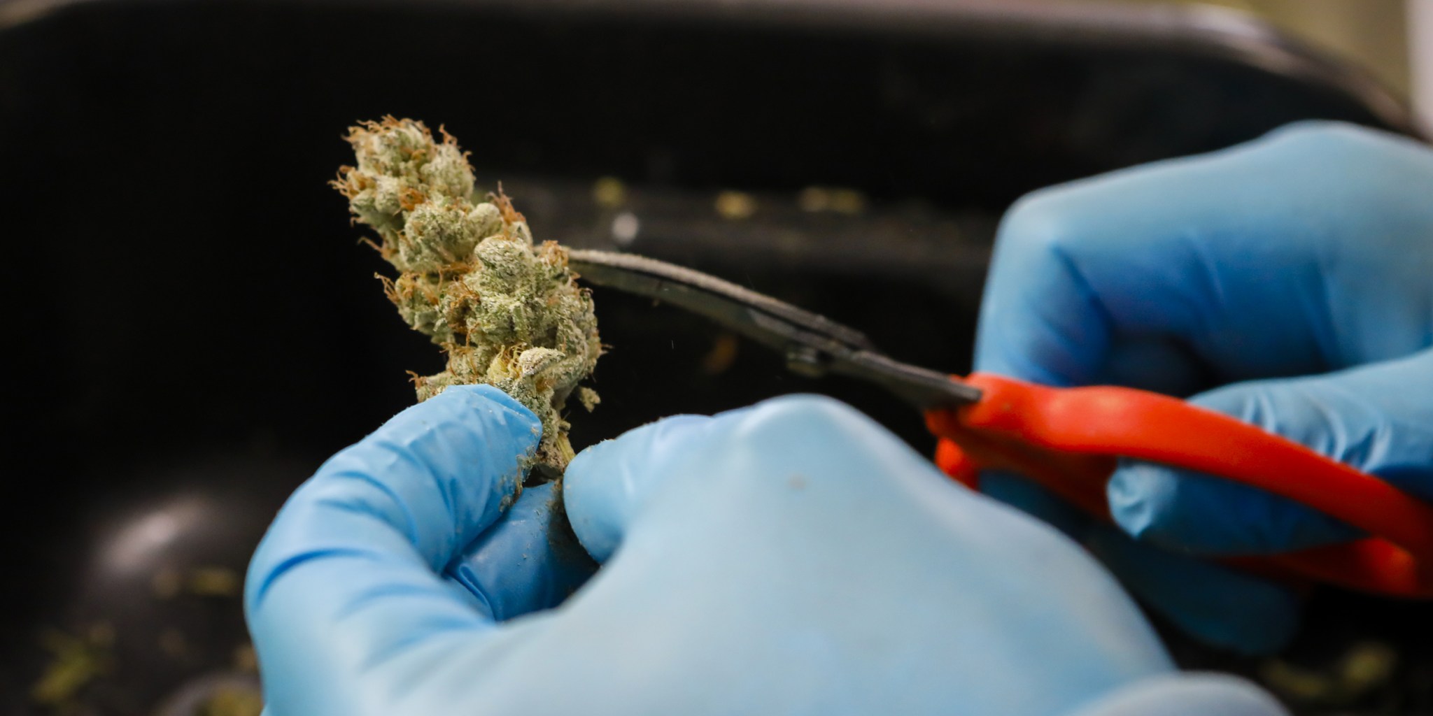 Florida GOP Donors Stand to Cash In If Cannabis Is Legalized - Vimarsana News