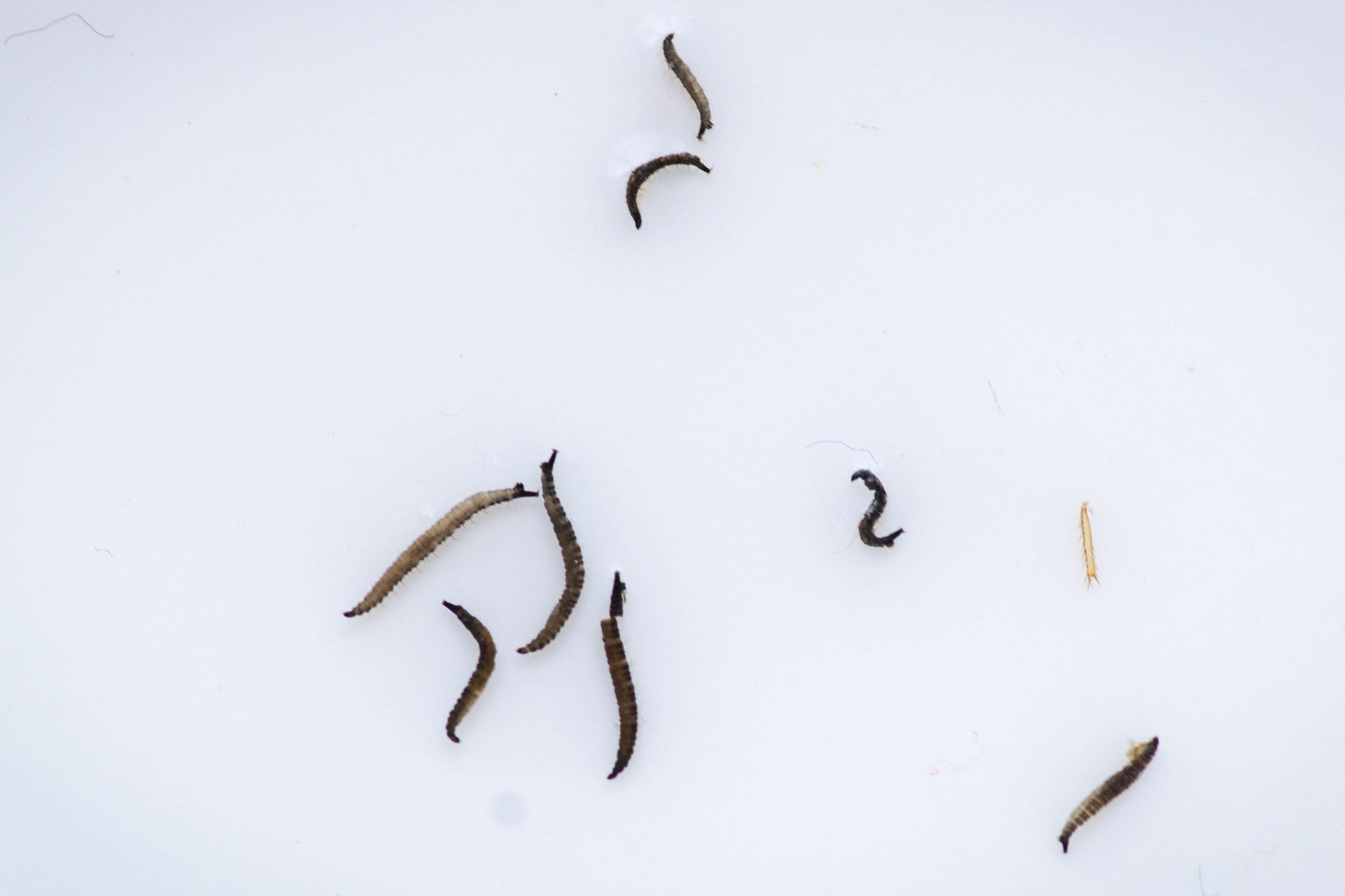 Los Angeles, CA - August 03:Preserved worms collected from Adelanto ICE Processing Center's drinking water are seen on Monday, August 3, 2026. (Photo by Sarah Reingewirtz/MediaNews Group/Los Angeles Daily News via Getty Images)
