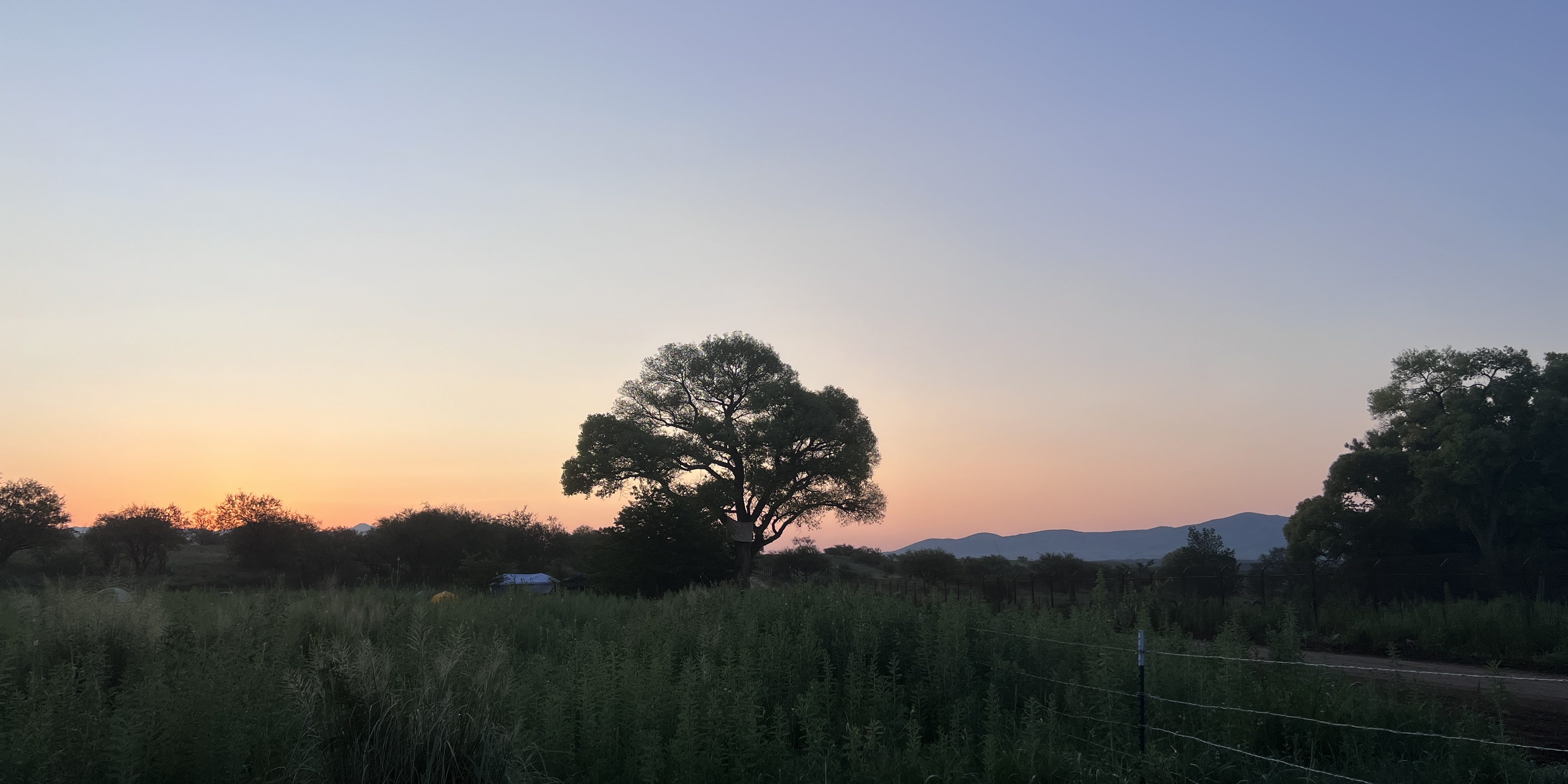 New Tree-Sit Protests Target Trump's Border Wall Construction