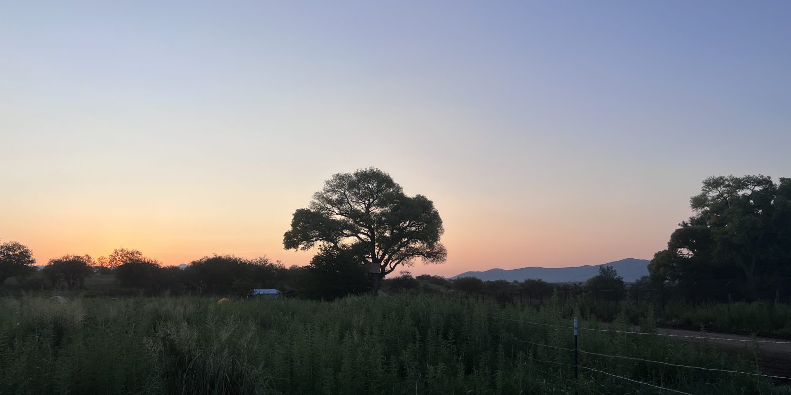 A single tree sit harnessed a cross-border movement to defend the Arizona borderland ecology. So far, the activists are blocking Trump’s wall.